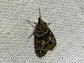 <i>Eudonia mercurella</i>