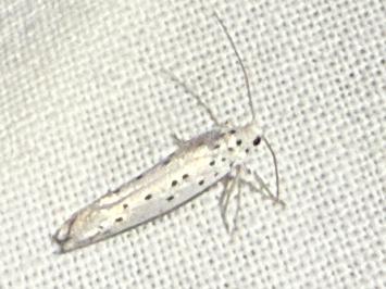 <i>Yponomeuta</i>