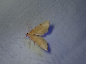 <i>Gandaritis pyraliata</i>