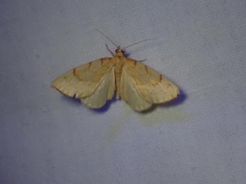 <i>Gandaritis pyraliata</i>
