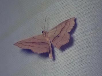 <i>Scopula imitaria</i>