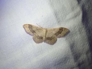 <i>Idaea aversata</i>