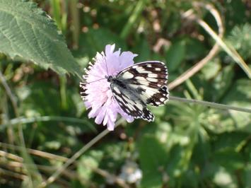 <i>Melanargia galathea</i>