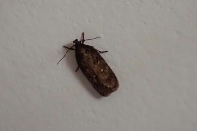 <i>Depressaria albipunctella</i>