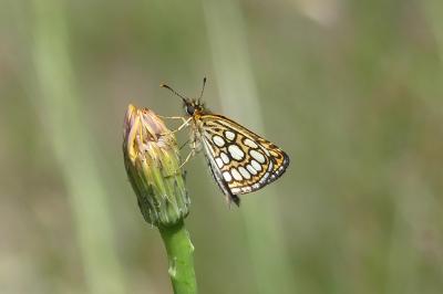 <i>Heteropterus morpheus</i>