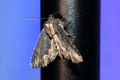 <i>Dypterygia scabriuscula</i>