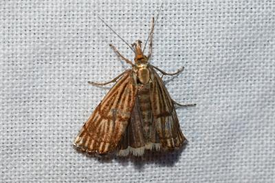 <i>Chrysocrambus linetella</i>