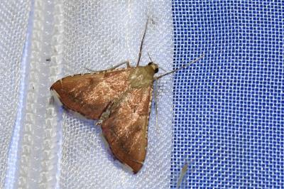 <i>Endotricha flammealis</i>