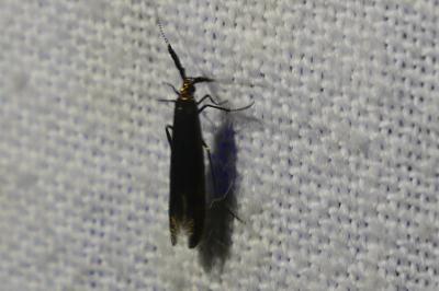 <i>Coleophora</i>