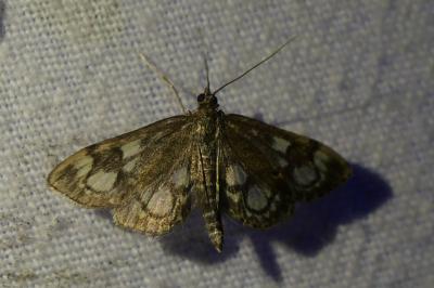 <i>Anania coronata</i>