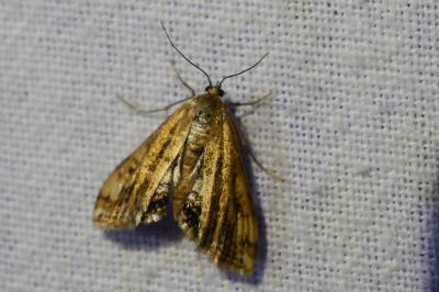 <i>Cataclysta lemnata</i>
