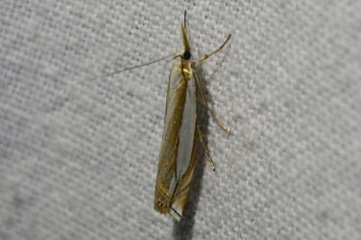 <i>Crambus pascuella</i>