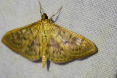 <i>Patania ruralis</i>