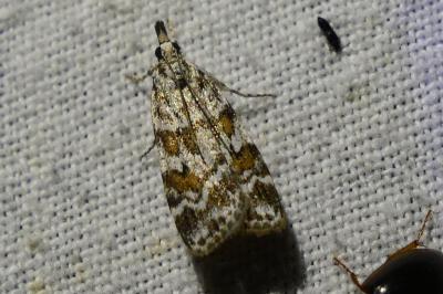 <i>Scoparia pyralella</i>