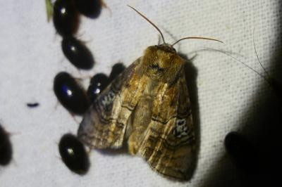 <i>Tethea ocularis</i>