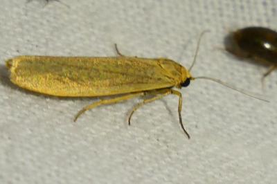 <i>Indalia pygmaeola</i>