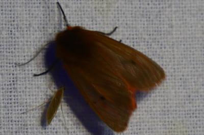 <i>Phragmatobia fuliginosa</i>