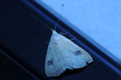 <i>Rivula sericealis</i>