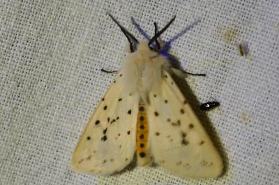 <i>Spilosoma lubricipeda</i>