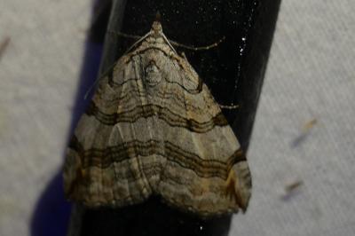 <i>Aplocera efformata/plagiata</i>
