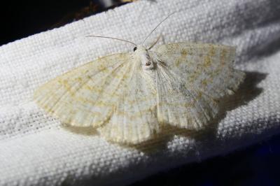 <i>Cabera exanthemata</i>