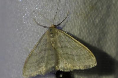 <i>Idaea subsericeata</i>
