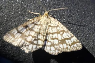 <i>Chiasmia clathrata</i>