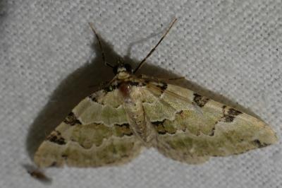 <i>Colostygia pectinataria</i>