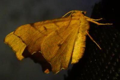 <i>Ennomos erosaria</i>