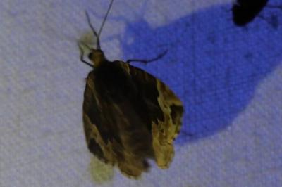 <i>Eulithis prunata</i>