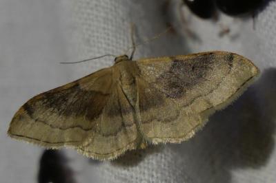 <i>Idaea degeneraria</i>