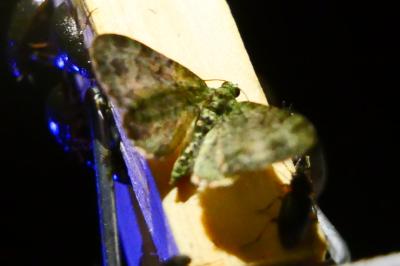 <i>Pasiphila rectangulata</i>
