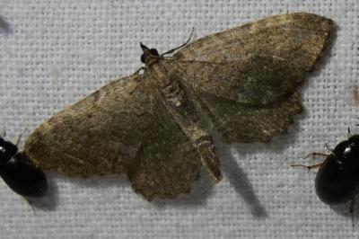 <i>Philereme vetulata</i>