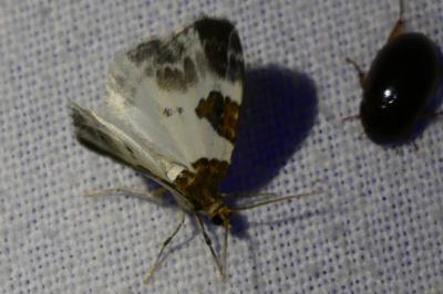<i>Plemyria rubiginata</i>