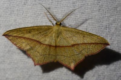 <i>Timandra comae</i>