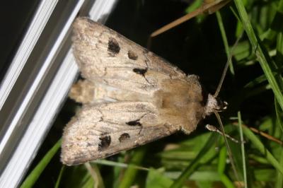 <i>Agrotis exclamationis</i>