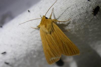 <i>Mythimna pallens</i>