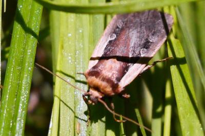 <i>Ochropleura plecta</i>