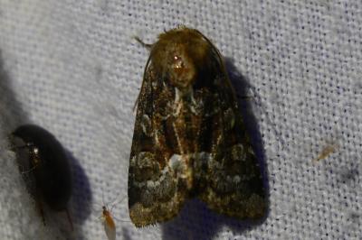 <i>Oligia</i>