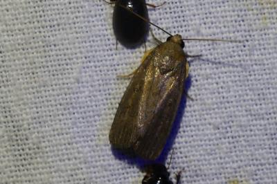 <i>Proxenus hospes</i>