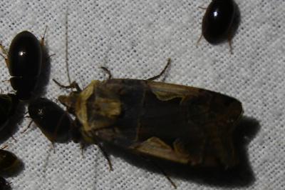 <i>Xestia c-nigrum</i>