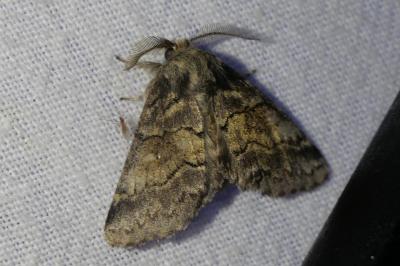 <i>Gluphisia crenata</i>
