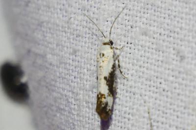 <i>Prays fraxinella</i>