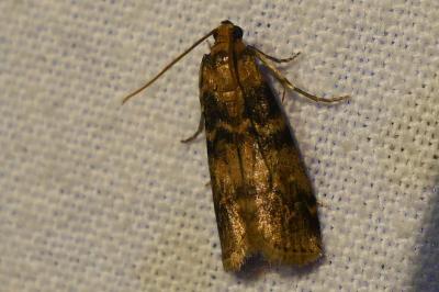 <i>Euzophera pinguis</i>