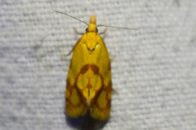 <i>Agapeta hamana</i>
