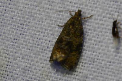 <i>Celypha</i>