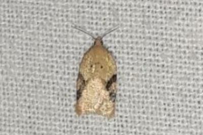 <i>Acleris ferrugana/notana</i>