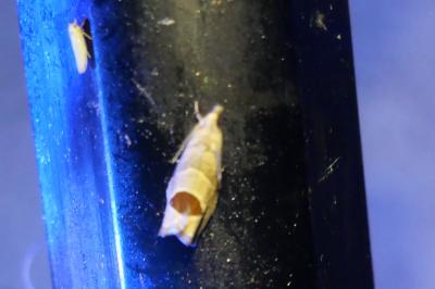 <i>Notocelia uddmanniana</i>
