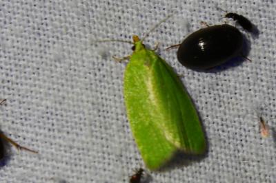 <i>Tortrix viridana</i>