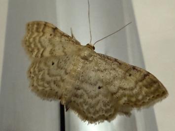 <i>Idaea fuscovenosa</i>